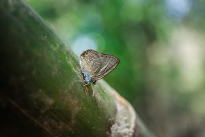 อุทยานแห่งชาติเขื่อนศรีนครินทร์