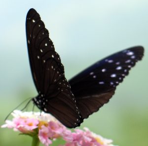 อุทยานแห่งชาติดอยภูคา