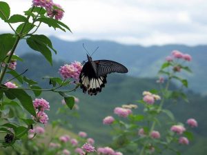อุทยานแห่งชาติดอยภูคา