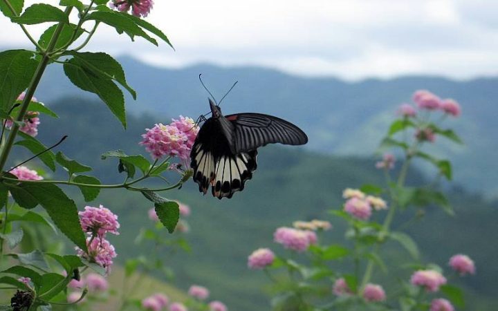 อุทยานแห่งชาติดอยภูคา