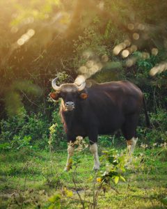 อุทยานแห่งชาติกุยบุรี