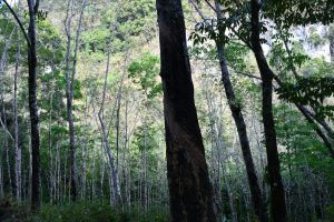 อุทยานแห่งชาติศรีพังงา