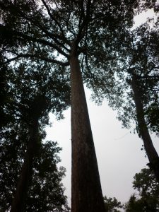 อุทยานแห่งชาติคลองวังเจ้า