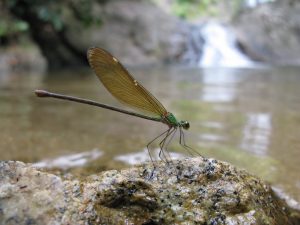 อุทยานแห่งชาติเขาพนมเบญจา