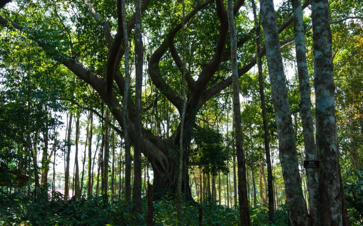 อุทยานแห่งชาติเขาชะเมา-เขาวง