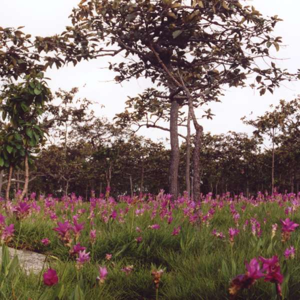 อุทยานแห่งชาติป่าหินงาม