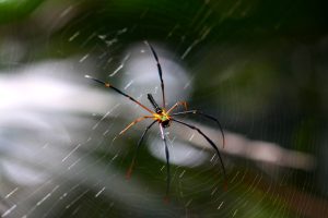 วนอุทยานแห่งชาตินายูง-น้ำโสม