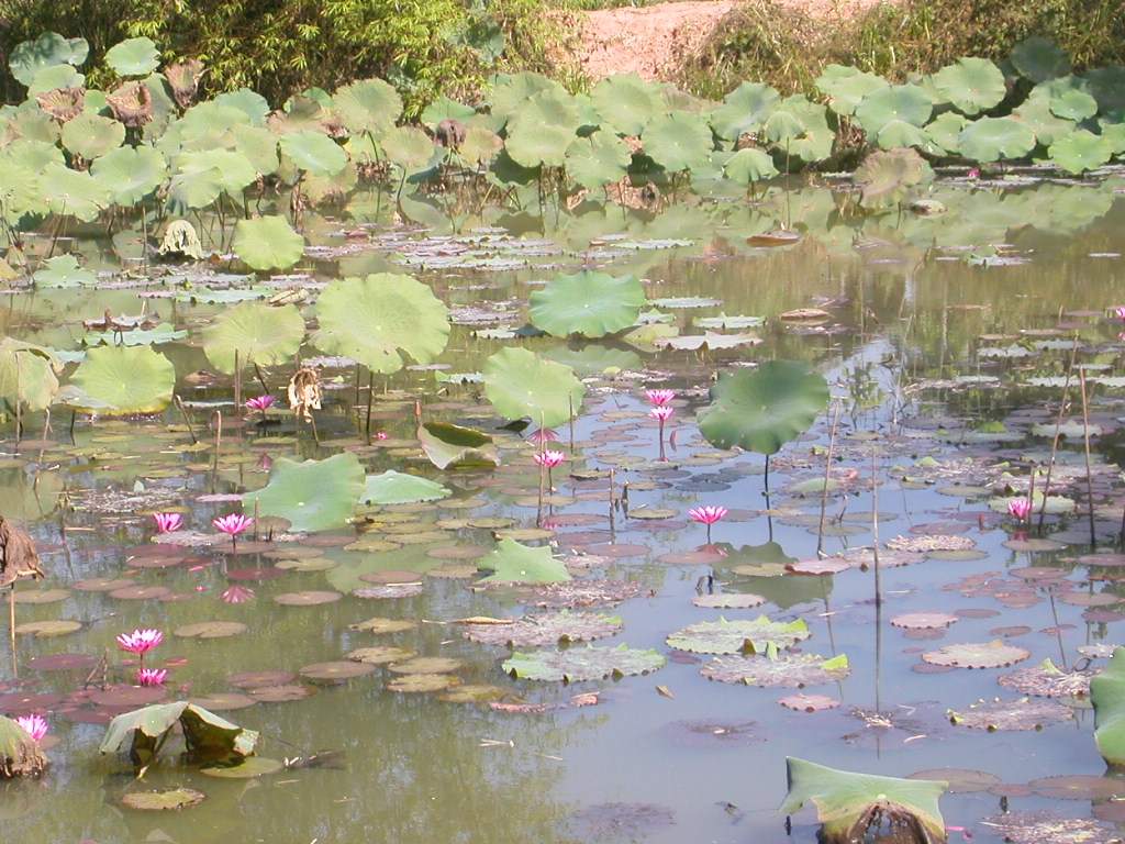 อุทยานแห่งชาติภูสระดอกบัว