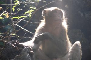 อุทยานแห่งชาติธารโบกขรณี